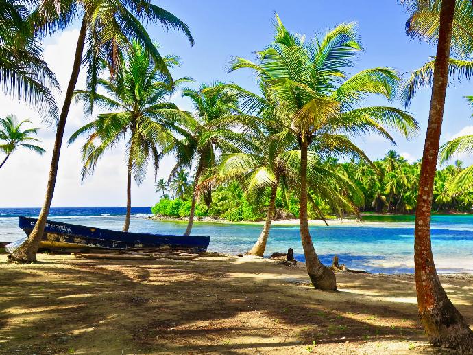 palm tree near body of water during daytime